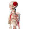 Esqueleto de 85 cm Articulado com Inserções Musculares - Imagem 5