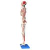 Esqueleto de 85 cm Articulado com Inserções Musculares - Imagem 3