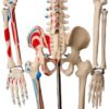 Esqueleto de 85 cm Articulado com Inserções Musculares - Imagem 2