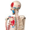 Esqueleto de 85 cm Articulado com Inserções Musculares - Imagem 4