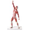 Manequim Muscular de 50 cm
