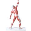 Manequim Muscular de 50 cm - Imagem 2